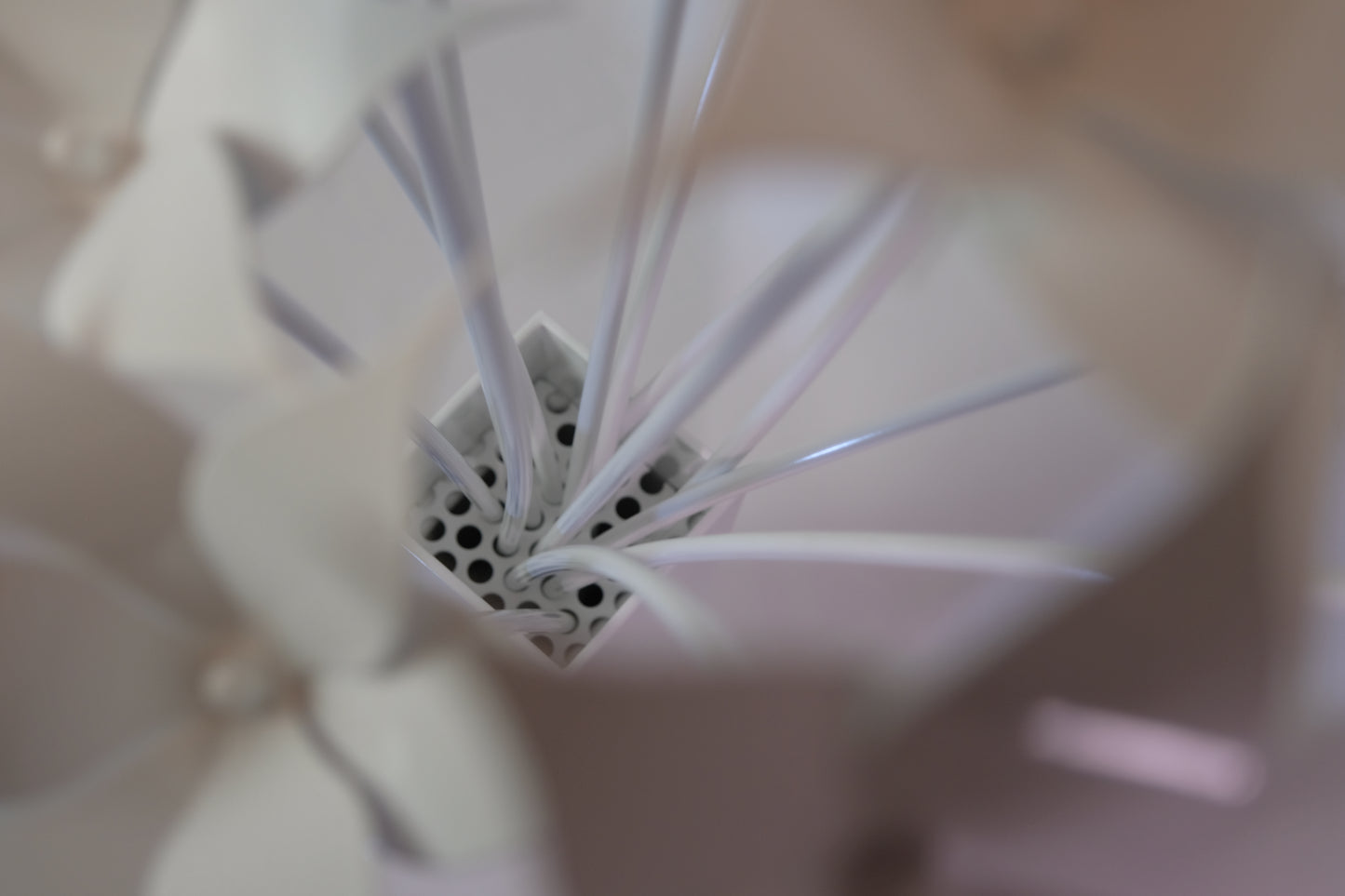 Bouquet of Lilies / Bouquet de lys