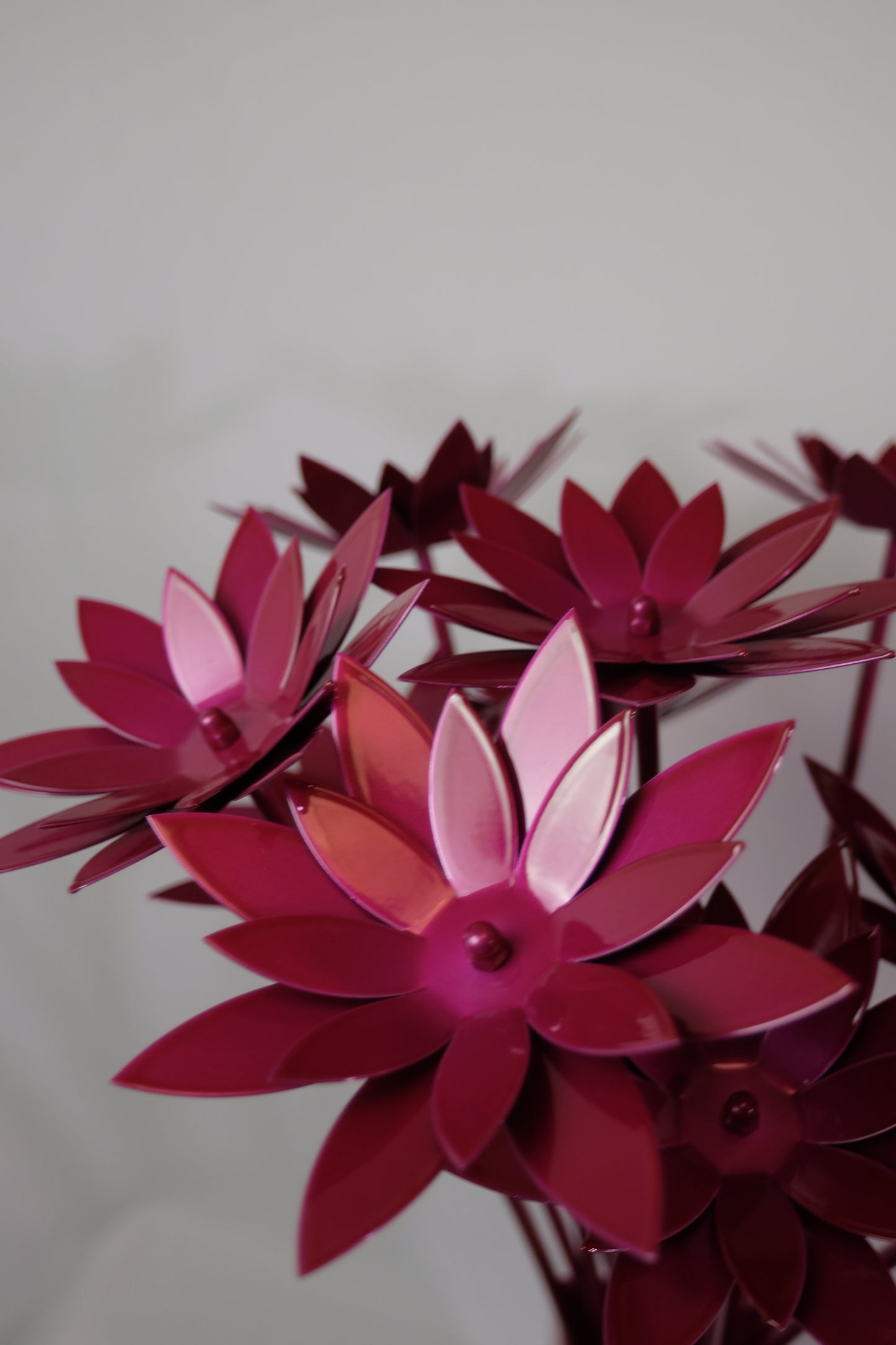 Bouquet of Lotus / Bouquet de lotus